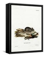 House Mouse-null-Framed Stretched Canvas