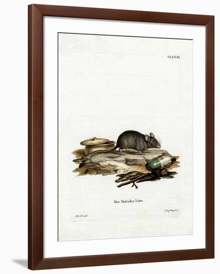 House Mouse-null-Framed Giclee Print