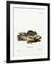 House Mouse-null-Framed Giclee Print