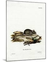 House Mouse-null-Mounted Giclee Print