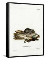House Mouse-null-Framed Stretched Canvas