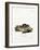 House Mouse-null-Framed Giclee Print