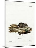 House Mouse-null-Mounted Giclee Print