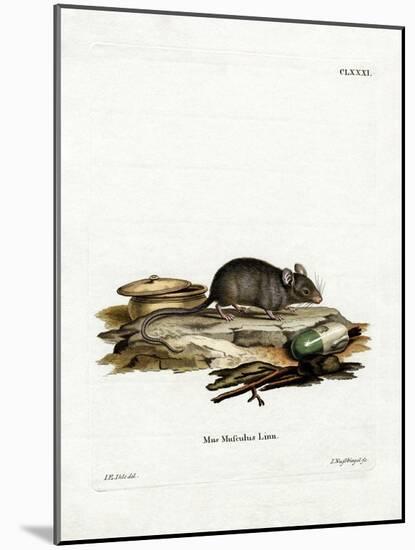 House Mouse-null-Mounted Giclee Print