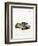 House Mouse-null-Framed Giclee Print