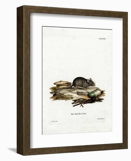 House Mouse-null-Framed Giclee Print