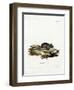 House Mouse-null-Framed Giclee Print