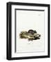 House Mouse-null-Framed Giclee Print