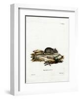 House Mouse-null-Framed Giclee Print