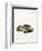 House Mouse-null-Framed Giclee Print