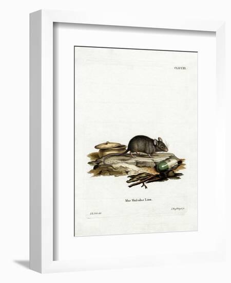 House Mouse-null-Framed Giclee Print