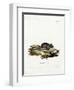 House Mouse-null-Framed Giclee Print