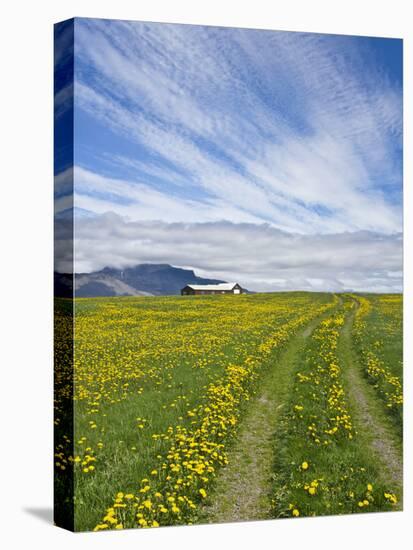 House on the Meadow of Wild Flowers, Iceland-Keren Su-Stretched Canvas