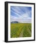 House on the Meadow of Wild Flowers, Iceland-Keren Su-Framed Photographic Print