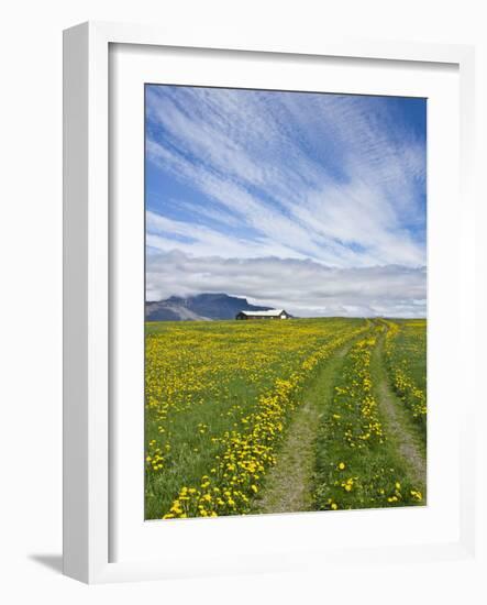 House on the Meadow of Wild Flowers, Iceland-Keren Su-Framed Photographic Print