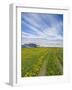 House on the Meadow of Wild Flowers, Iceland-Keren Su-Framed Photographic Print