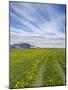 House on the Meadow of Wild Flowers, Iceland-Keren Su-Mounted Photographic Print