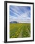 House on the Meadow of Wild Flowers, Iceland-Keren Su-Framed Photographic Print