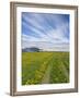 House on the Meadow of Wild Flowers, Iceland-Keren Su-Framed Photographic Print