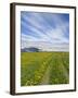 House on the Meadow of Wild Flowers, Iceland-Keren Su-Framed Photographic Print