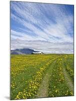 House on the Meadow of Wild Flowers, Iceland-Keren Su-Mounted Photographic Print
