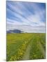 House on the Meadow of Wild Flowers, Iceland-Keren Su-Mounted Photographic Print