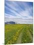 House on the Meadow of Wild Flowers, Iceland-Keren Su-Mounted Photographic Print