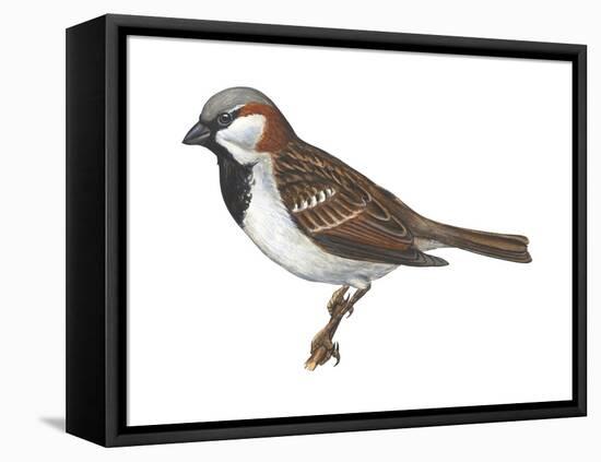 House or English Sparrow (Passer Domesticus), Birds-Encyclopaedia Britannica-Framed Stretched Canvas