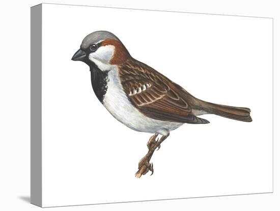 House or English Sparrow (Passer Domesticus), Birds-Encyclopaedia Britannica-Stretched Canvas