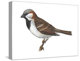 House or English Sparrow (Passer Domesticus), Birds-Encyclopaedia Britannica-Stretched Canvas