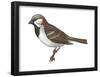 House or English Sparrow (Passer Domesticus), Birds-Encyclopaedia Britannica-Framed Poster