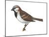 House or English Sparrow (Passer Domesticus), Birds-Encyclopaedia Britannica-Mounted Poster