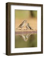 House Sparrow female feeding young, Rio Grande Valley, South Texas, USA-Rolf Nussbaumer-Framed Photographic Print