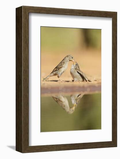 House Sparrow female feeding young, Rio Grande Valley, South Texas, USA-Rolf Nussbaumer-Framed Photographic Print