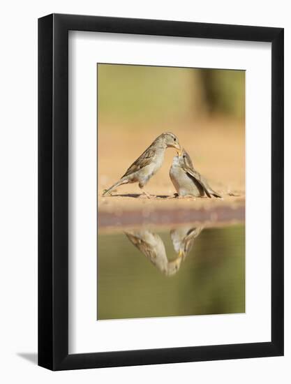 House Sparrow female feeding young, Rio Grande Valley, South Texas, USA-Rolf Nussbaumer-Framed Photographic Print