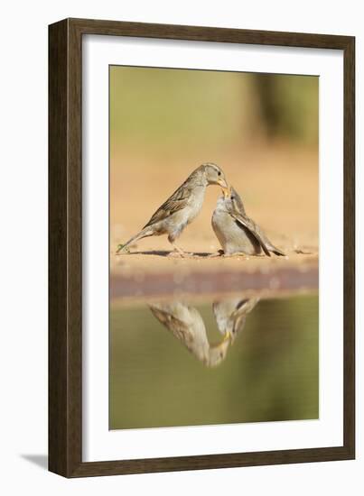 House Sparrow female feeding young, Rio Grande Valley, South Texas, USA-Rolf Nussbaumer-Framed Photographic Print