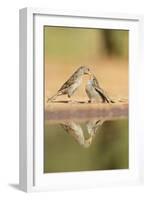 House Sparrow female feeding young, Rio Grande Valley, South Texas, USA-Rolf Nussbaumer-Framed Photographic Print