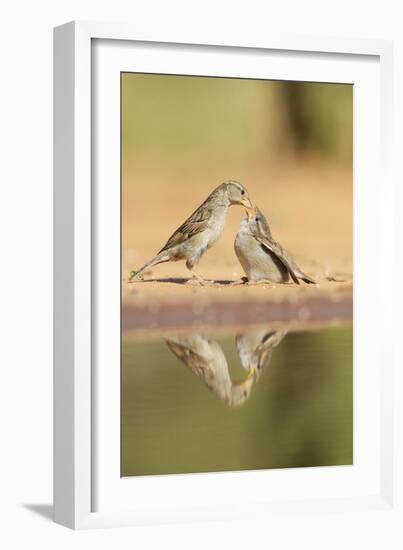House Sparrow female feeding young, Rio Grande Valley, South Texas, USA-Rolf Nussbaumer-Framed Photographic Print