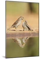 House Sparrow female feeding young, Rio Grande Valley, South Texas, USA-Rolf Nussbaumer-Mounted Photographic Print
