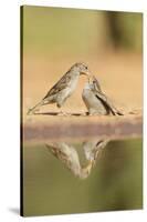 House Sparrow female feeding young, Rio Grande Valley, South Texas, USA-Rolf Nussbaumer-Stretched Canvas
