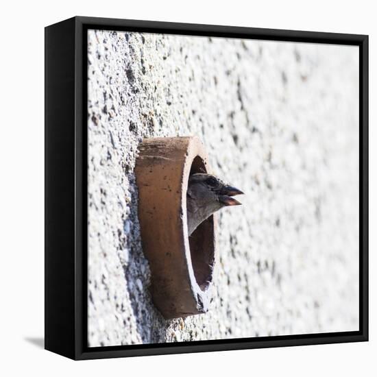 House Sparrow Head Sticking from the Hole of the Wall. Wildlife Photography with Blank Space.-Martin Janca-Framed Stretched Canvas