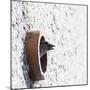 House Sparrow Head Sticking from the Hole of the Wall. Wildlife Photography with Blank Space.-Martin Janca-Mounted Photographic Print