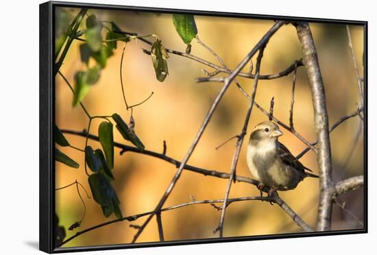 House Sparrow in Defiance, Ohio, USA-Chuck Haney-Framed Photographic Print