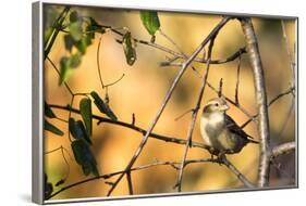 House Sparrow in Defiance, Ohio, USA-Chuck Haney-Framed Photographic Print