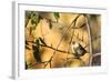 House Sparrow in Defiance, Ohio, USA-Chuck Haney-Framed Photographic Print