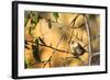 House Sparrow in Defiance, Ohio, USA-Chuck Haney-Framed Photographic Print