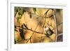 House Sparrow in Defiance, Ohio, USA-Chuck Haney-Framed Photographic Print