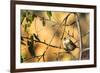 House Sparrow in Defiance, Ohio, USA-Chuck Haney-Framed Photographic Print