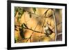 House Sparrow in Defiance, Ohio, USA-Chuck Haney-Framed Photographic Print