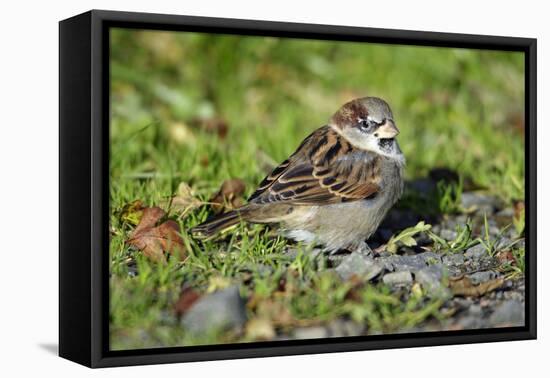 House Sparrow Male Bird Sitting on Ground-null-Framed Stretched Canvas